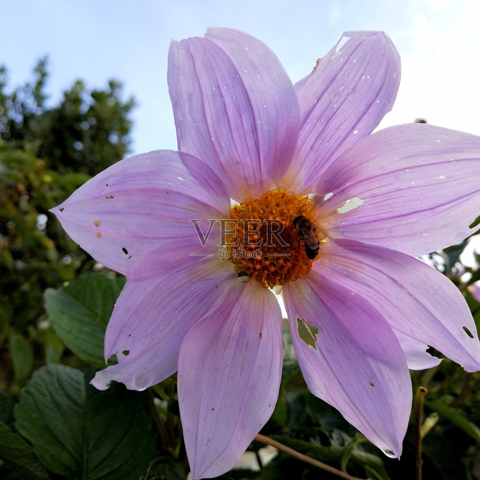 夏天的花照片摄影图片