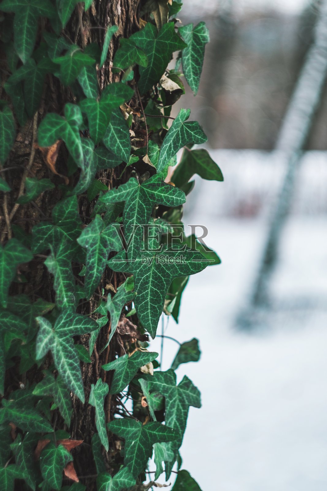 树叶在树干上照片摄影图片