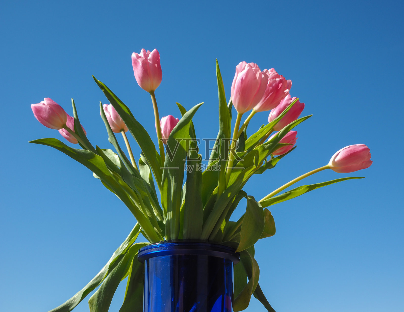 郁金香花照片摄影图片