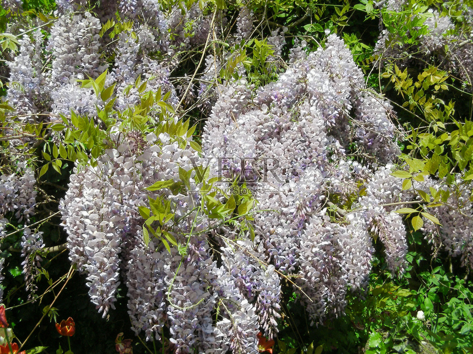 紫色的紫藤花照片摄影图片