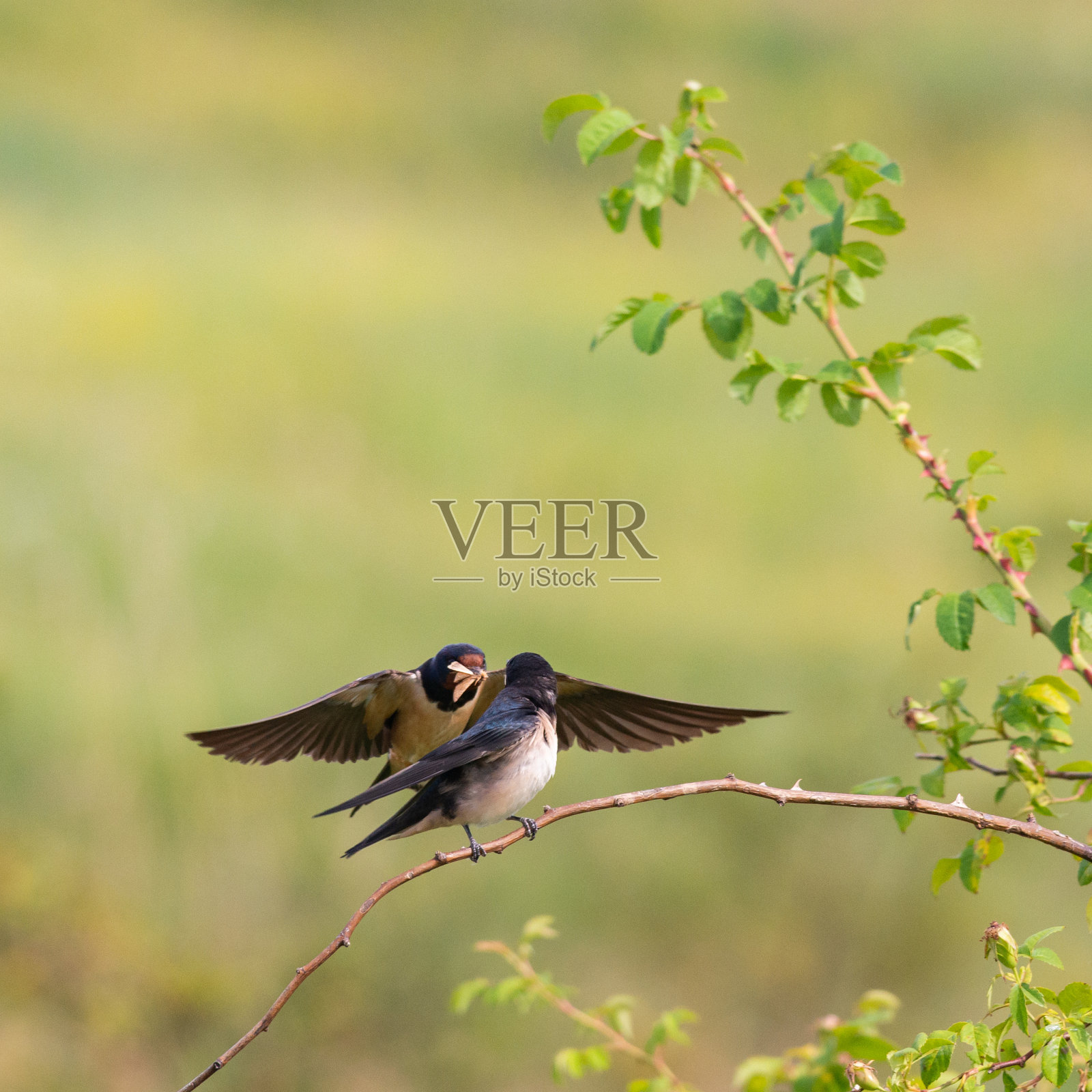在飞行中的鸟谷仓燕子照片摄影图片
