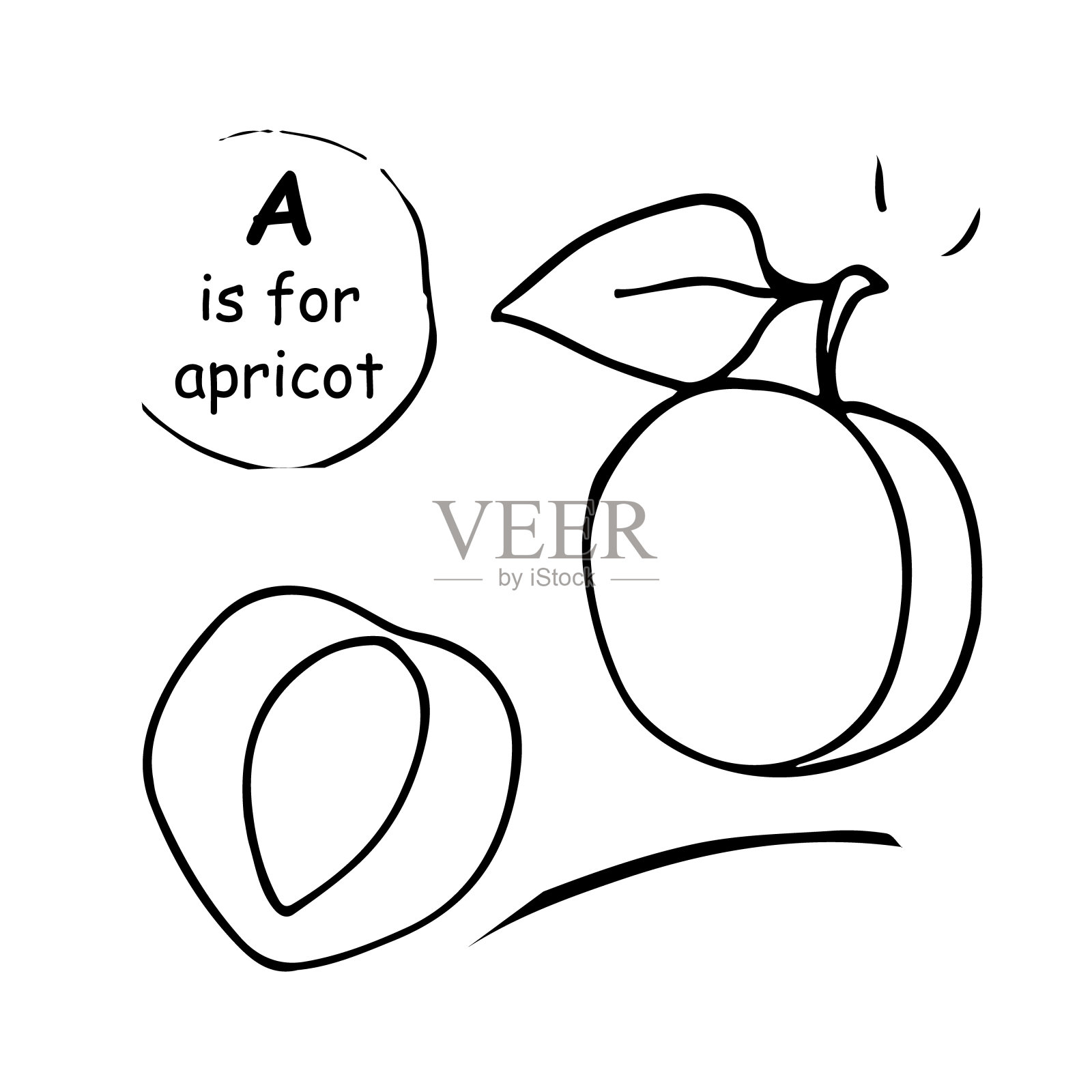 全半杏矢量插图插画图片素材