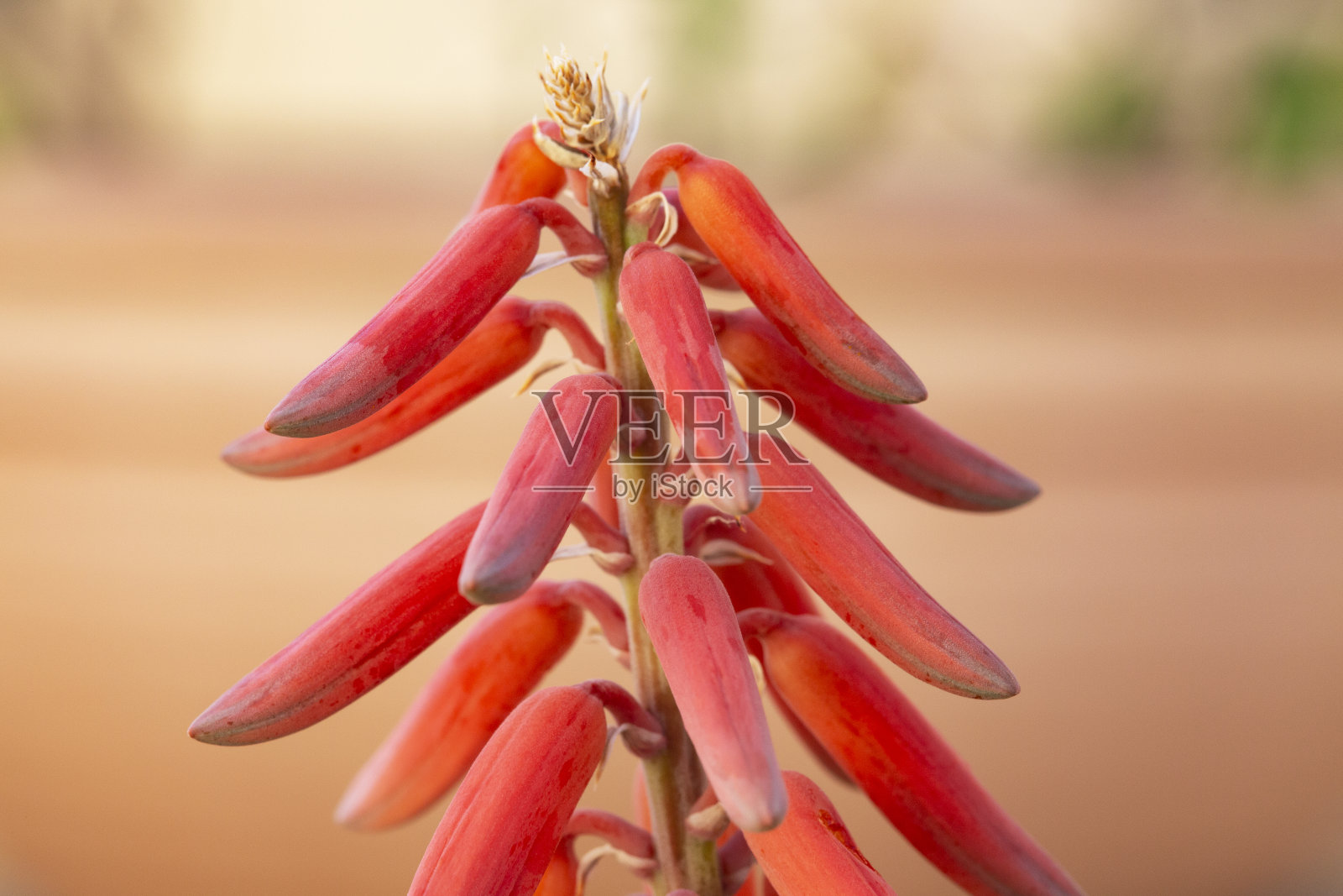 芦荟的花。照片摄影图片