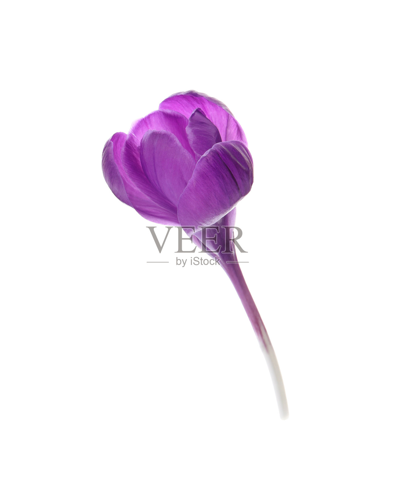 美丽的紫色番红花孤立在白色上照片摄影图片