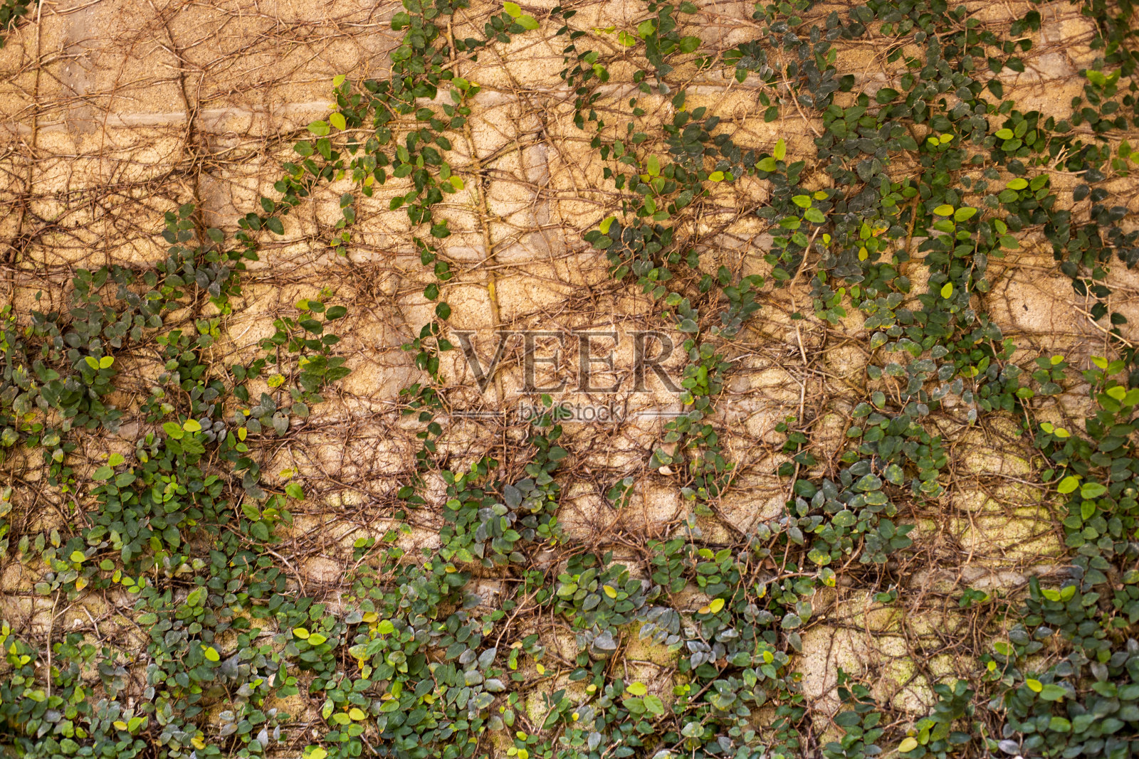 近距离的照片攀爬无花果在墙上照片摄影图片