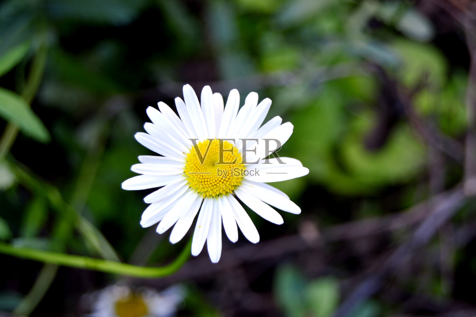 白色的雏菊花在花园里。一株甘菊在空白的绿色背景上。夏天的插图。绿草背景上的小白花照片摄影图片