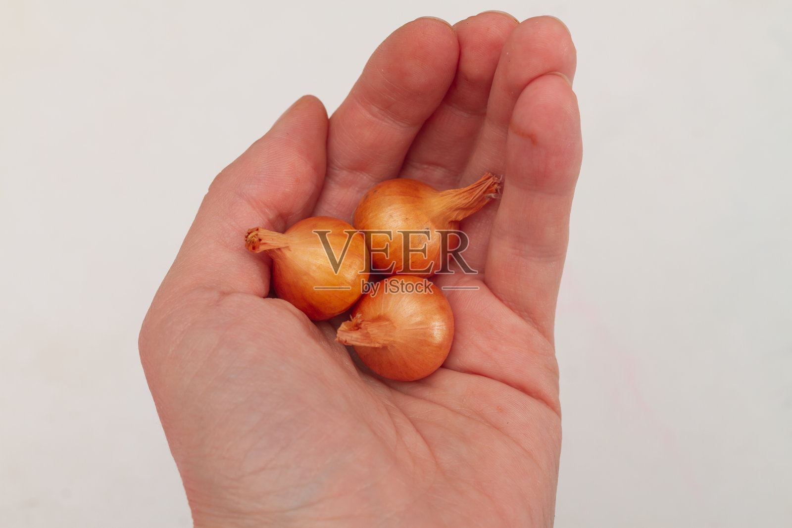 小洋葱,用一个人的手种植大洋葱照片摄影图片