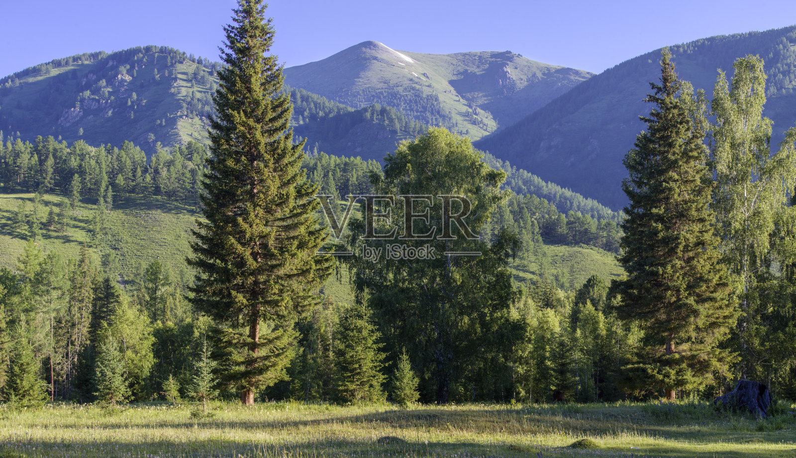 夏季景观,森林和山峰照片摄影图片