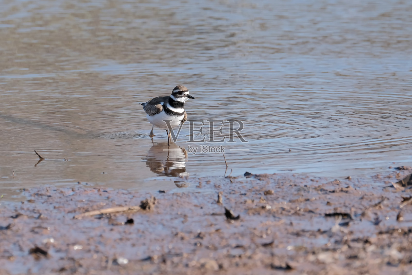 小水鸟照片摄影图片