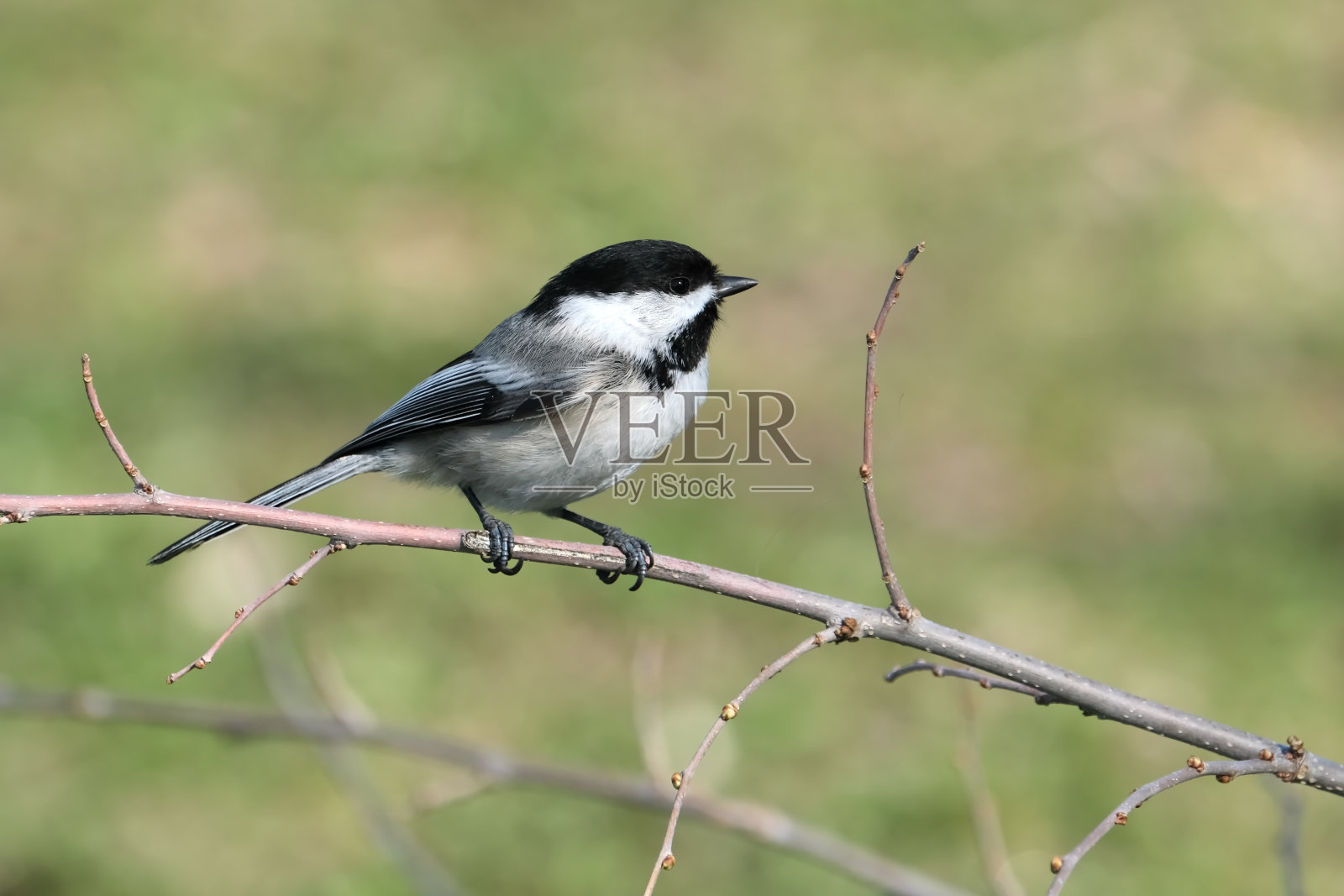 山雀照片摄影图片