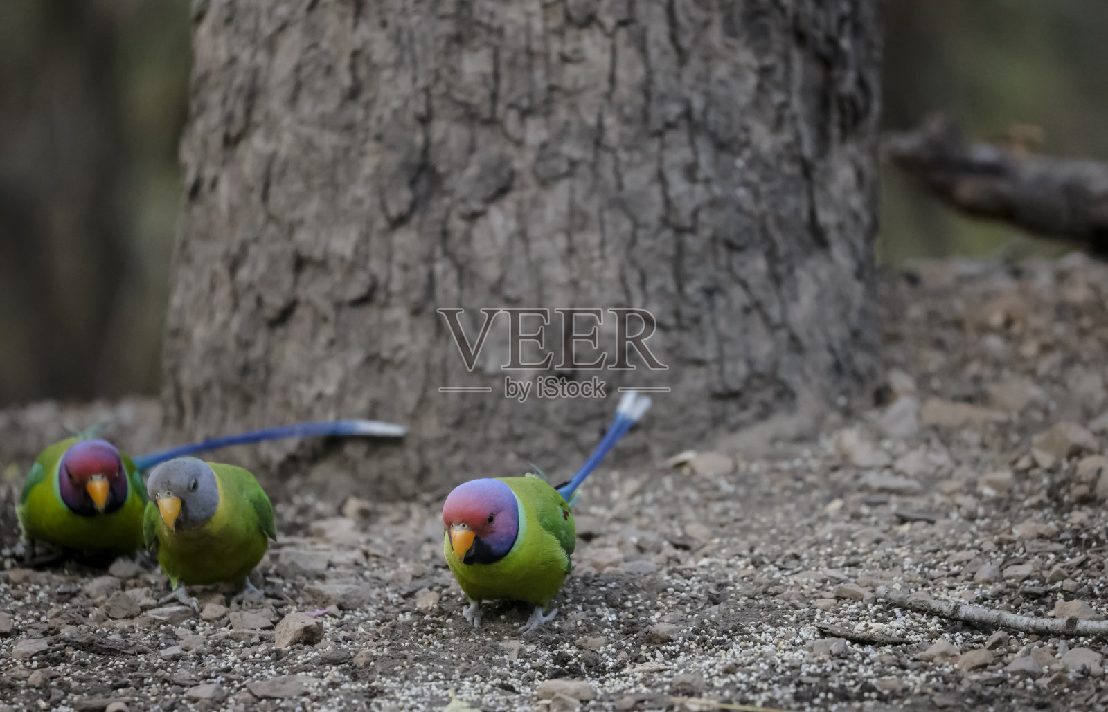 绿色森林里的梅花头长尾小鹦鹉照片摄影图片