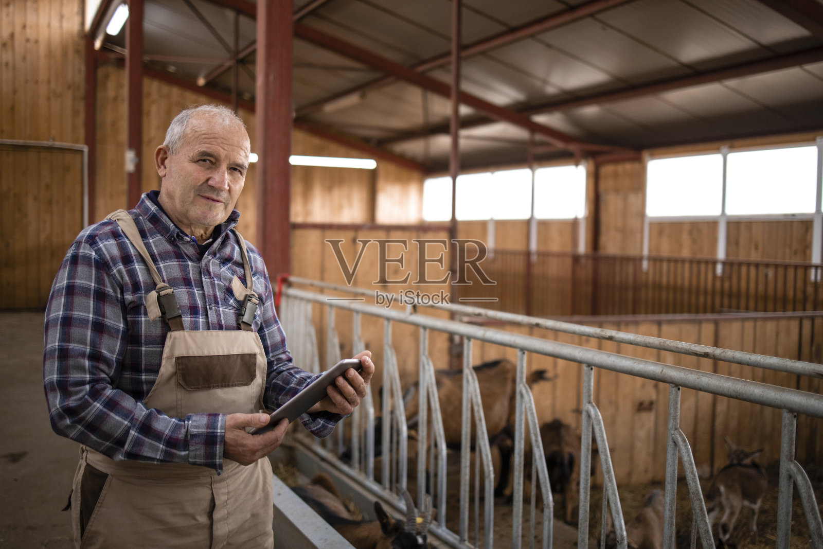 聪明的农业和山羊饲养。一名高级牧场主手持平板电脑站在农舍里的家畜旁。有机食品和肉类生产。照片摄影图片