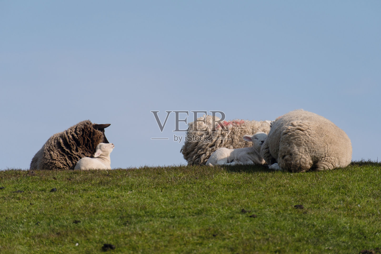 德国西河堤上的绵羊和羊羔照片摄影图片
