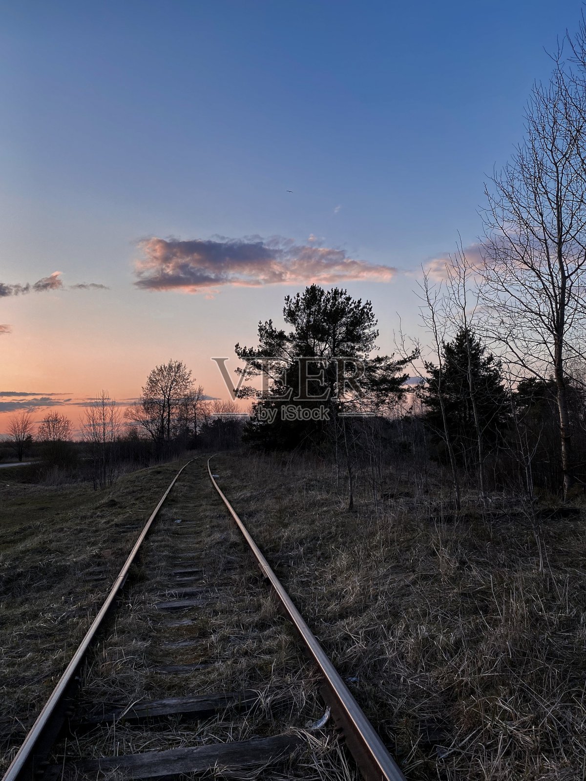 铁路在乡下,松树在地平线照片摄影图片