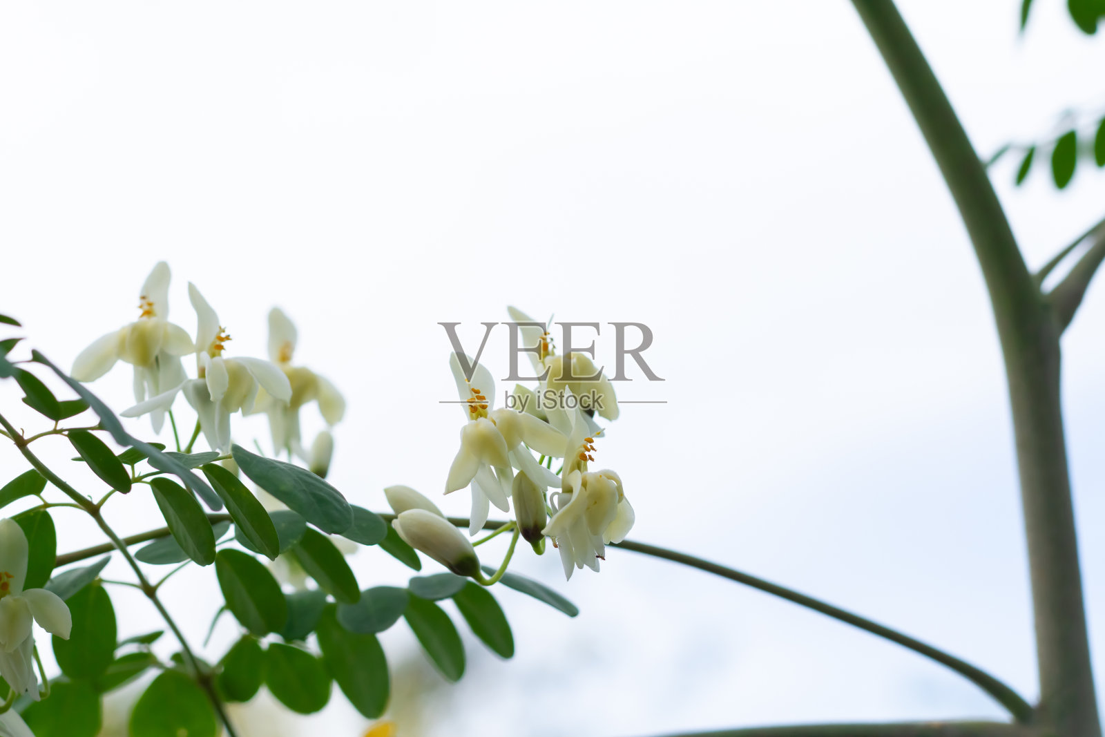 辣木上的花。照片摄影图片