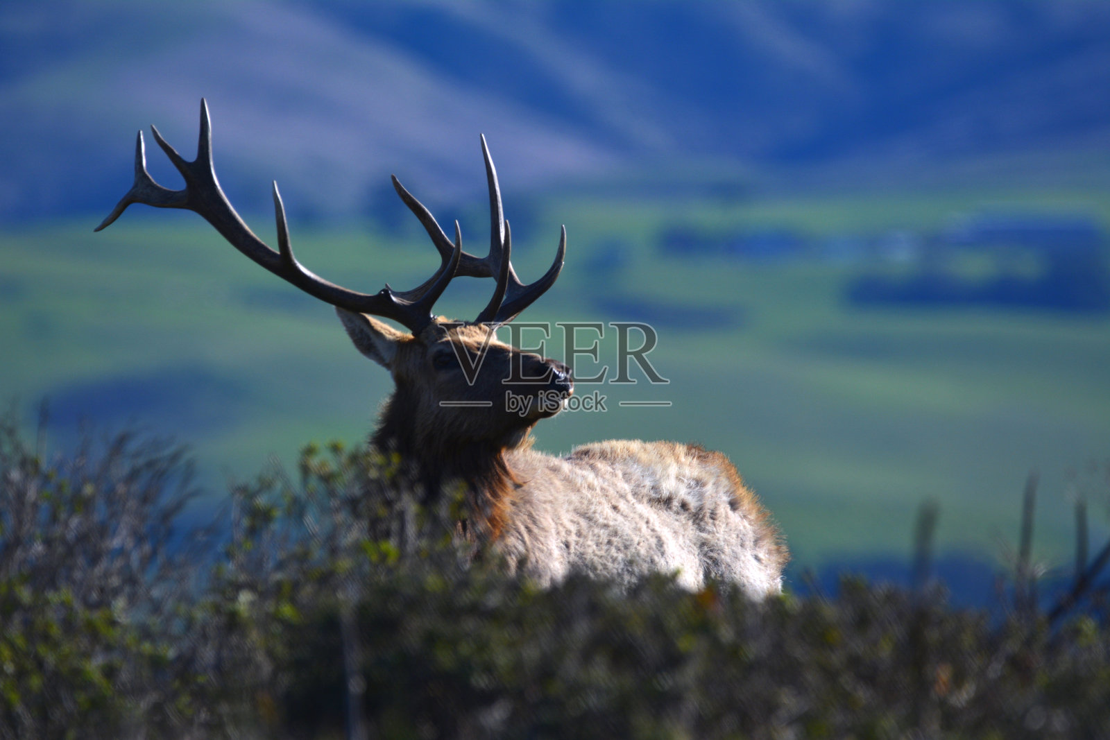 牧场上有大鹿角的麋鹿照片摄影图片