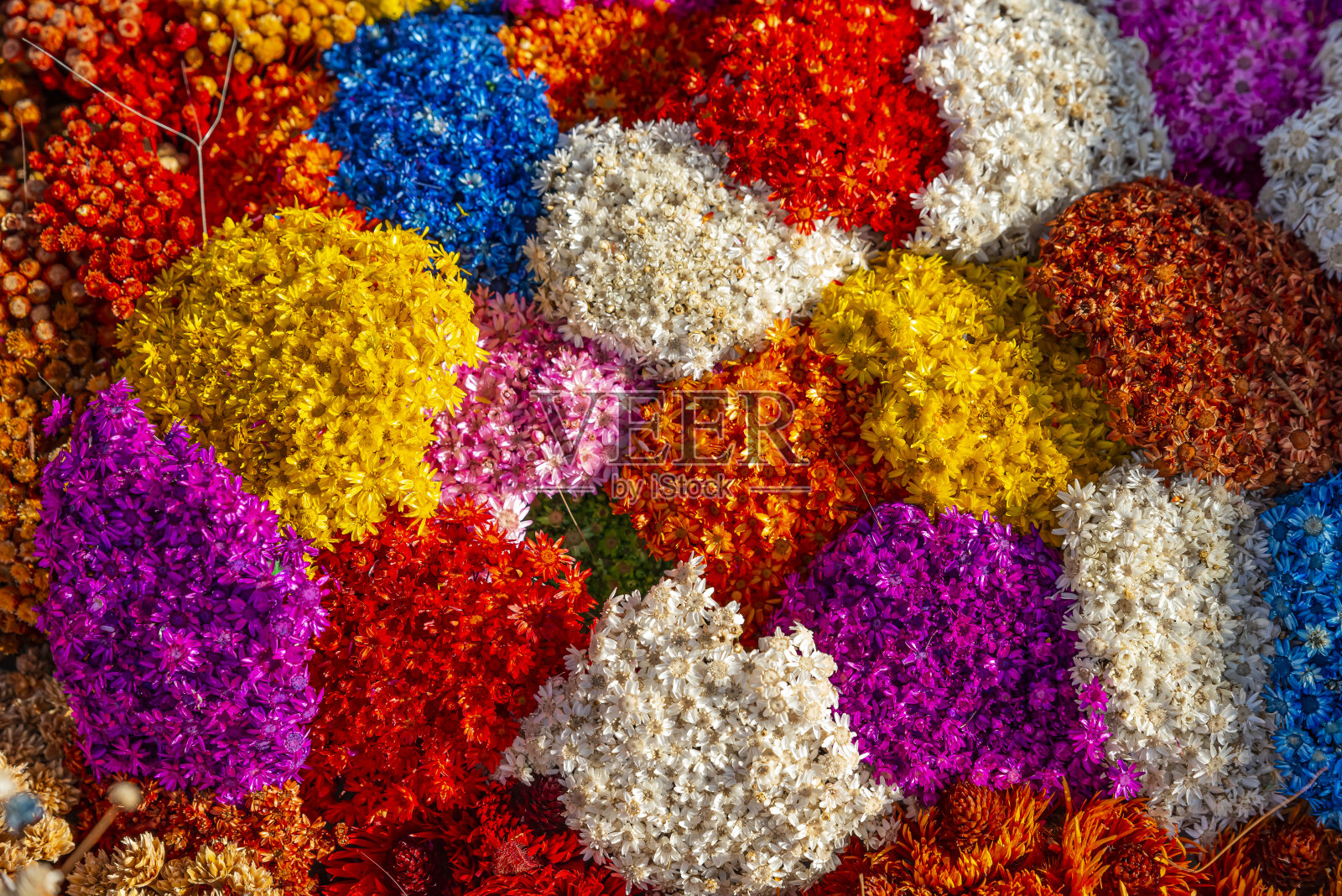 来自巴西塞拉多的干花照片摄影图片