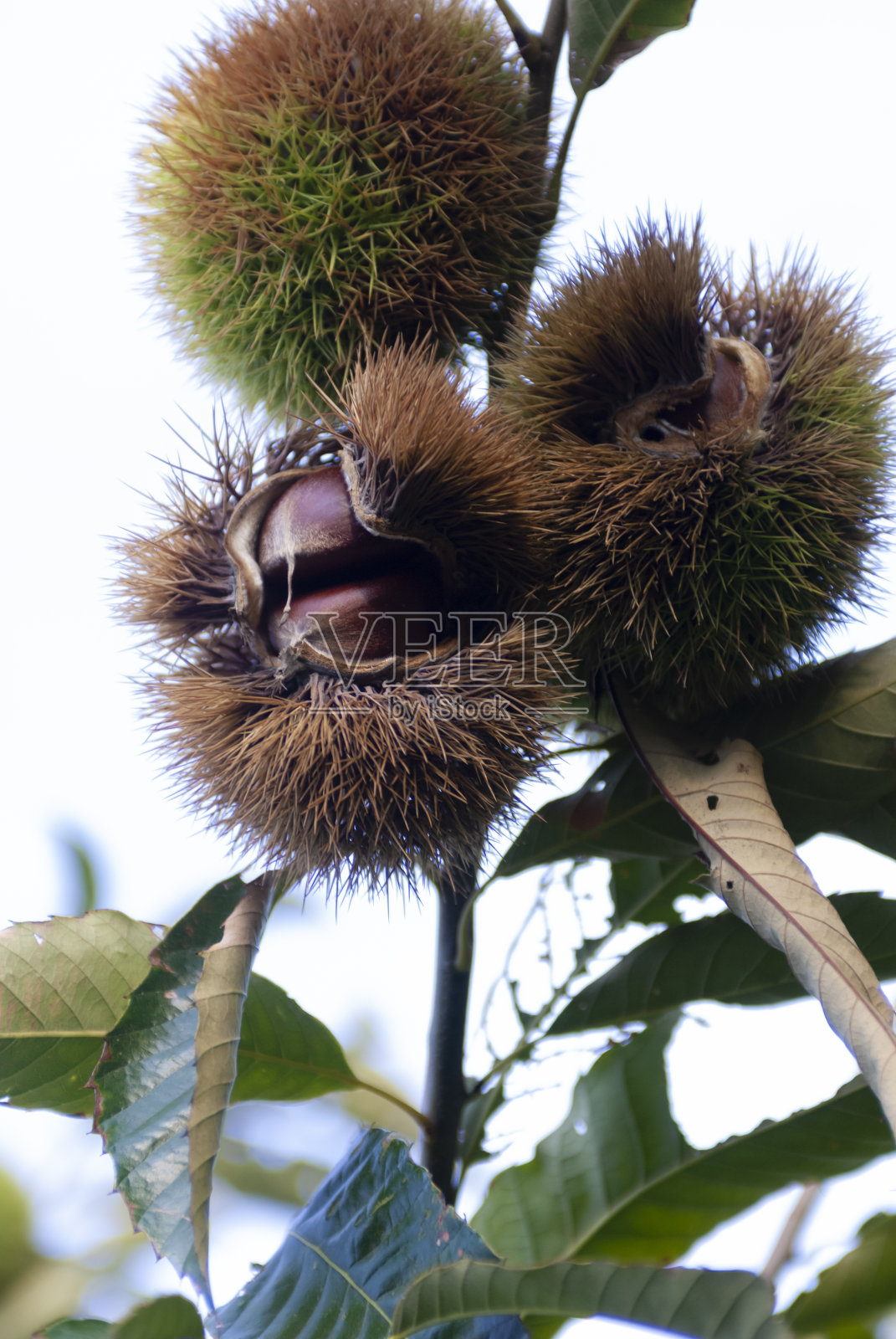 栗子照片摄影图片