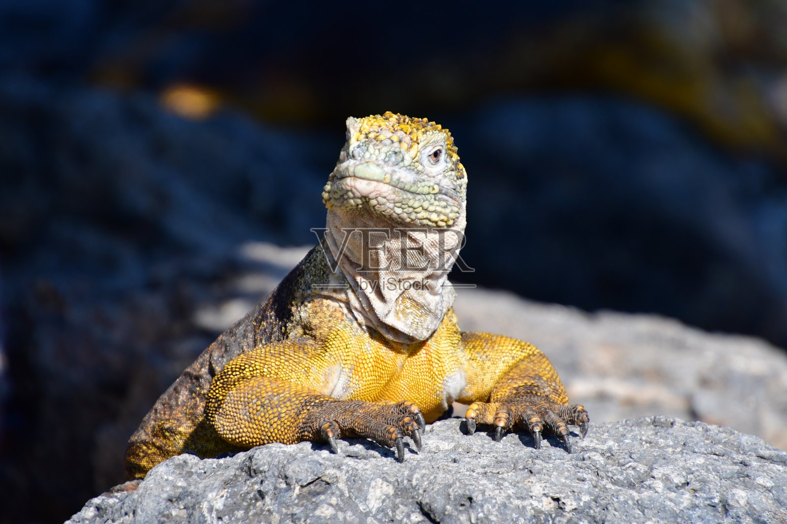 陆地鬣蜥照片摄影图片