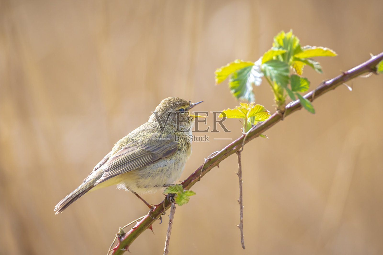普通粗糠鸟毛竹照片摄影图片