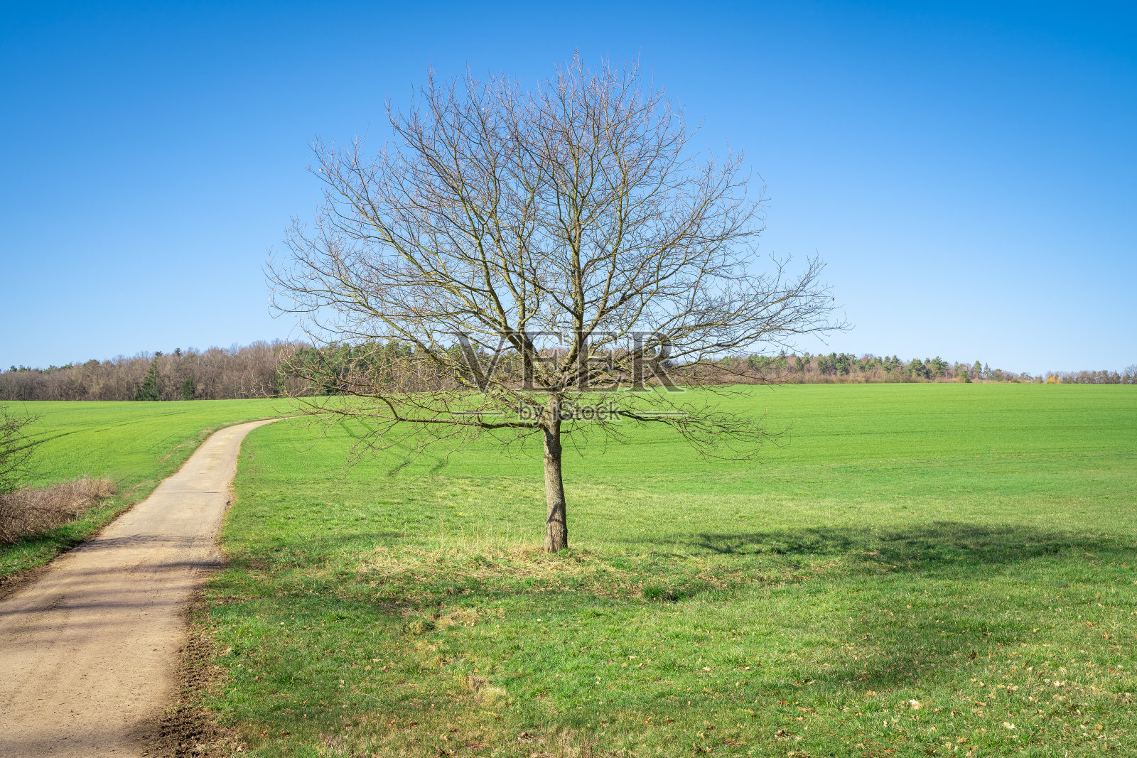 美丽的独奏树在景观照片摄影图片