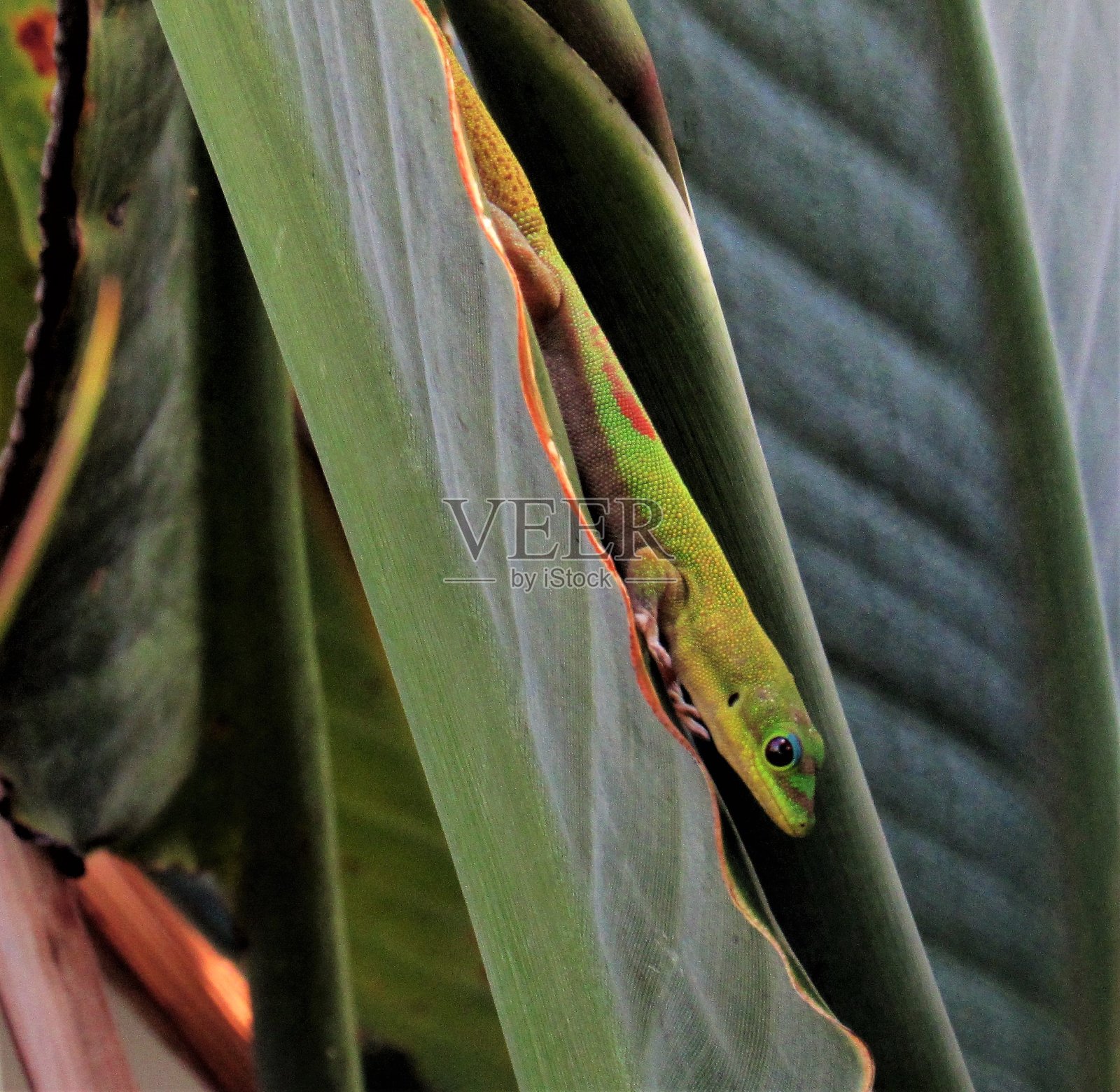 单只绿金沙天壁虎捉蚊照片摄影图片