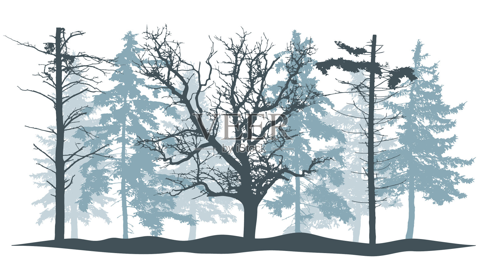 冬季森林树木剪影橡树,光秃秃的松树和设计元素图片