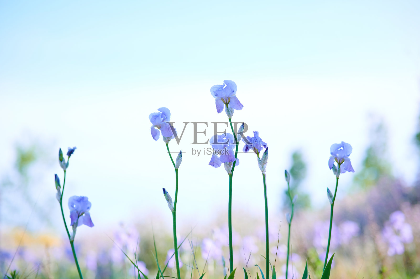 鸢尾苍白花在野外以散焦为背景照片摄影图片