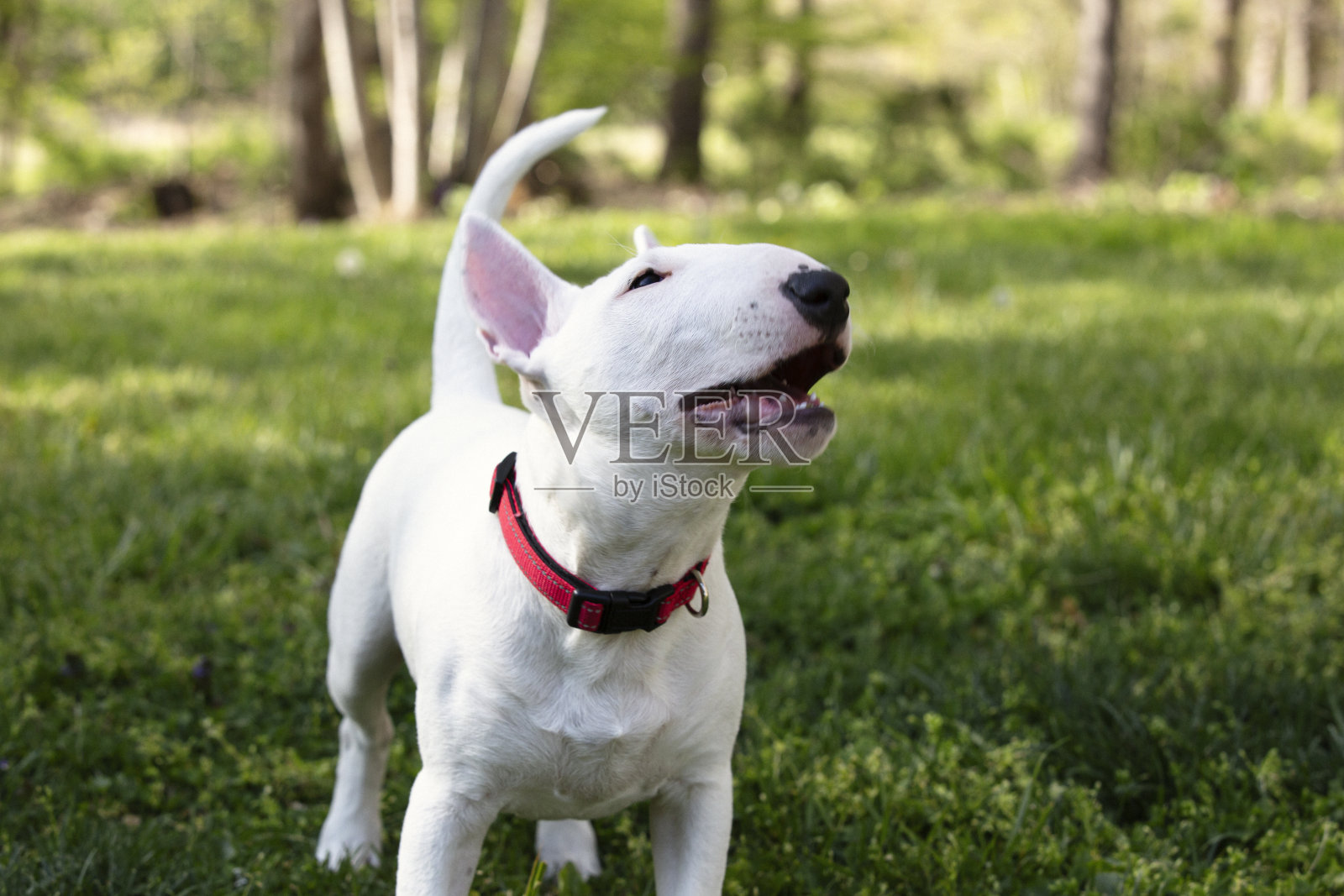 阳光下草地上的迷你斗牛梗照片摄影图片