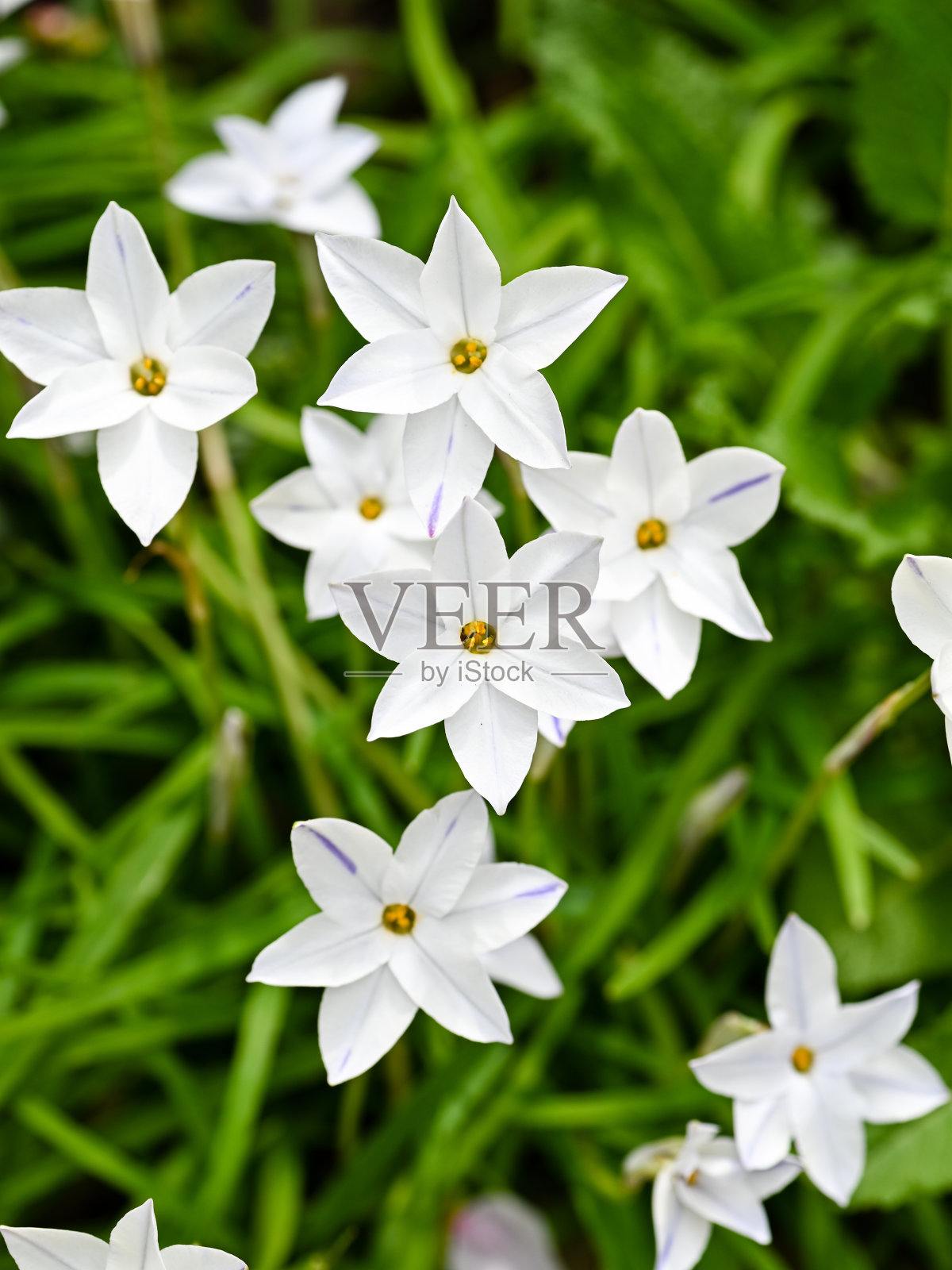 春天的星花照片摄影图片