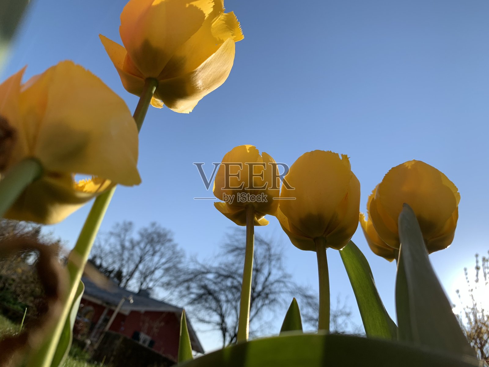 五朵黄色郁金香,俯视照片摄影图片