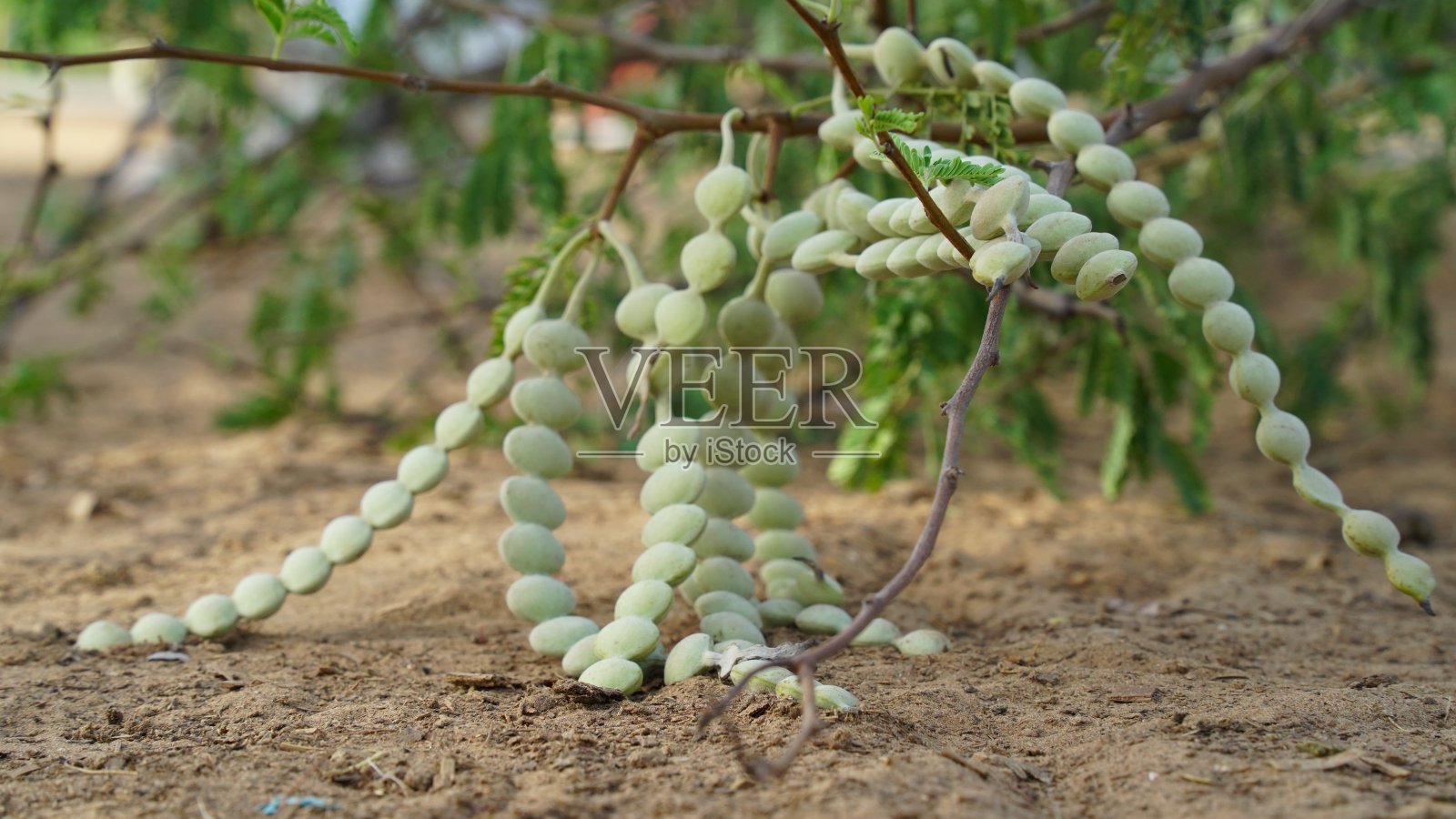 新鲜的绿色花点相思树与绿色的叶子图案。开花的点与阿拉伯树胶或豆类。照片摄影图片