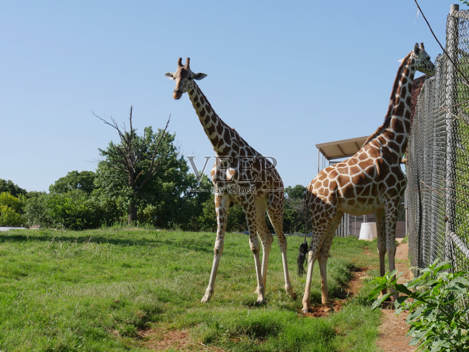 两只长颈鹿站在靠近铁丝网围栏的草地上照片摄影图片