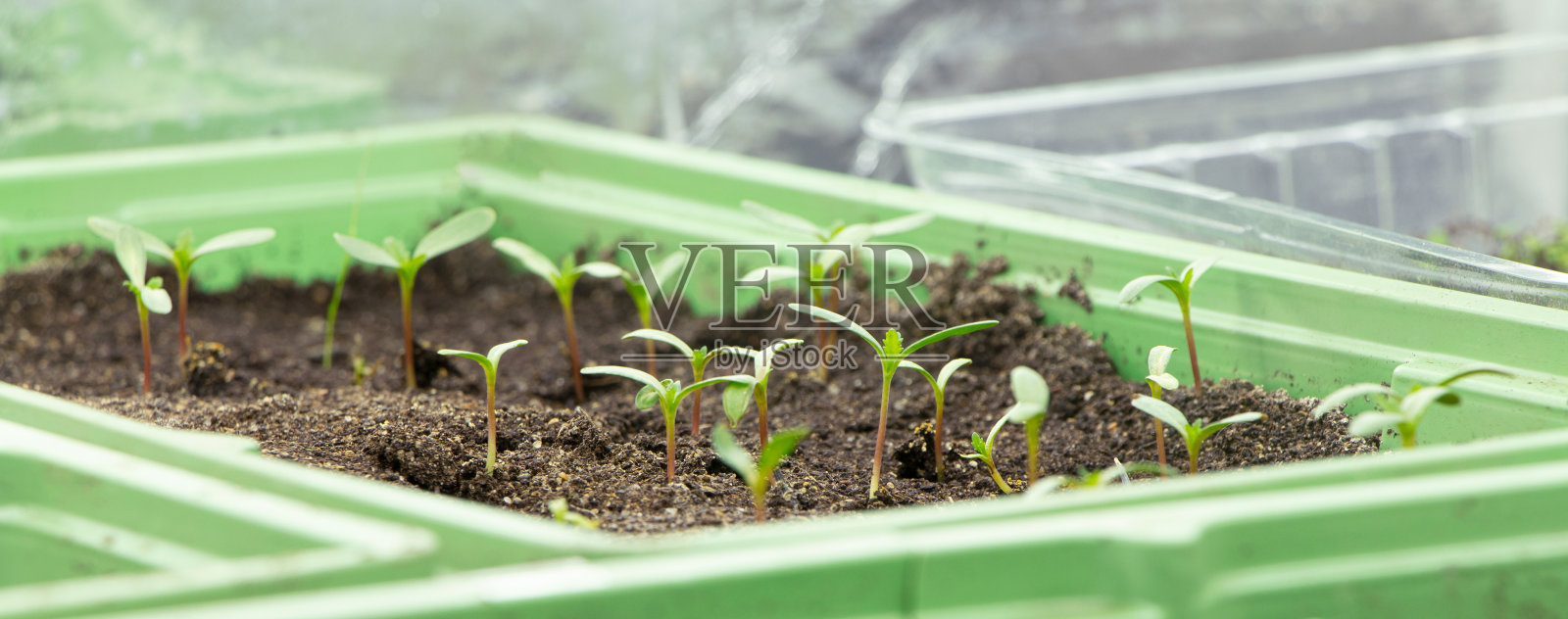 花盆中的万寿菊幼苗。幼苗。万寿菊幼芽。园艺。幼苗照片摄影图片