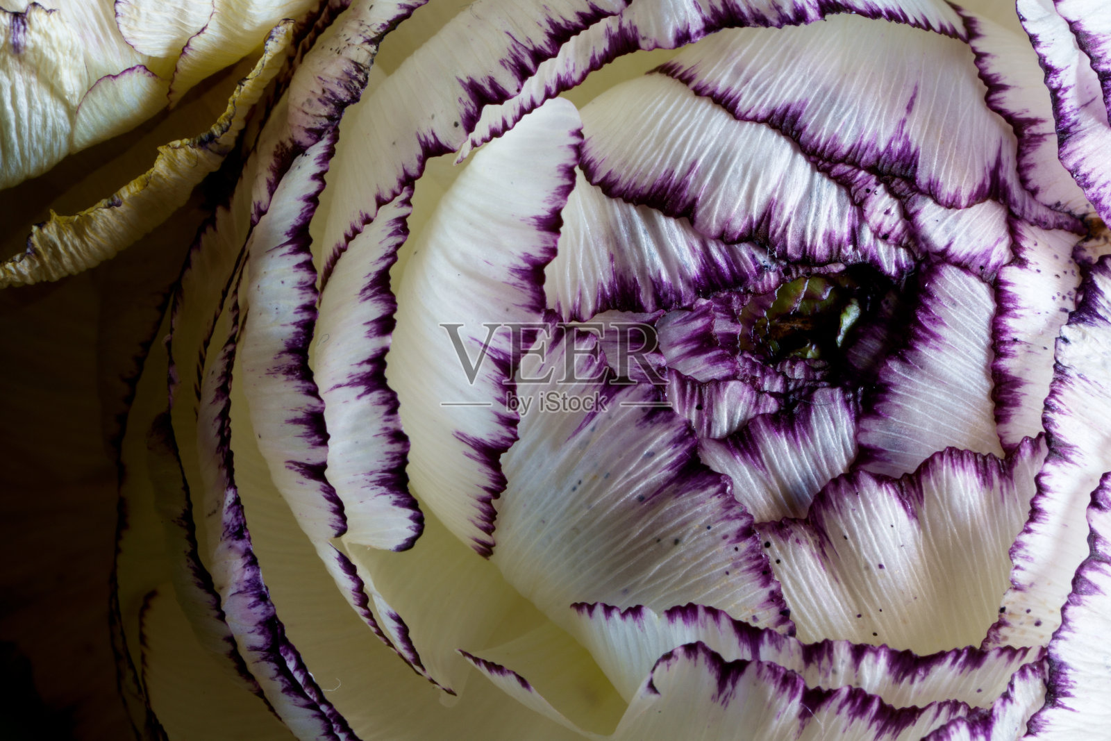 白色毛茛花的微距照片照片摄影图片