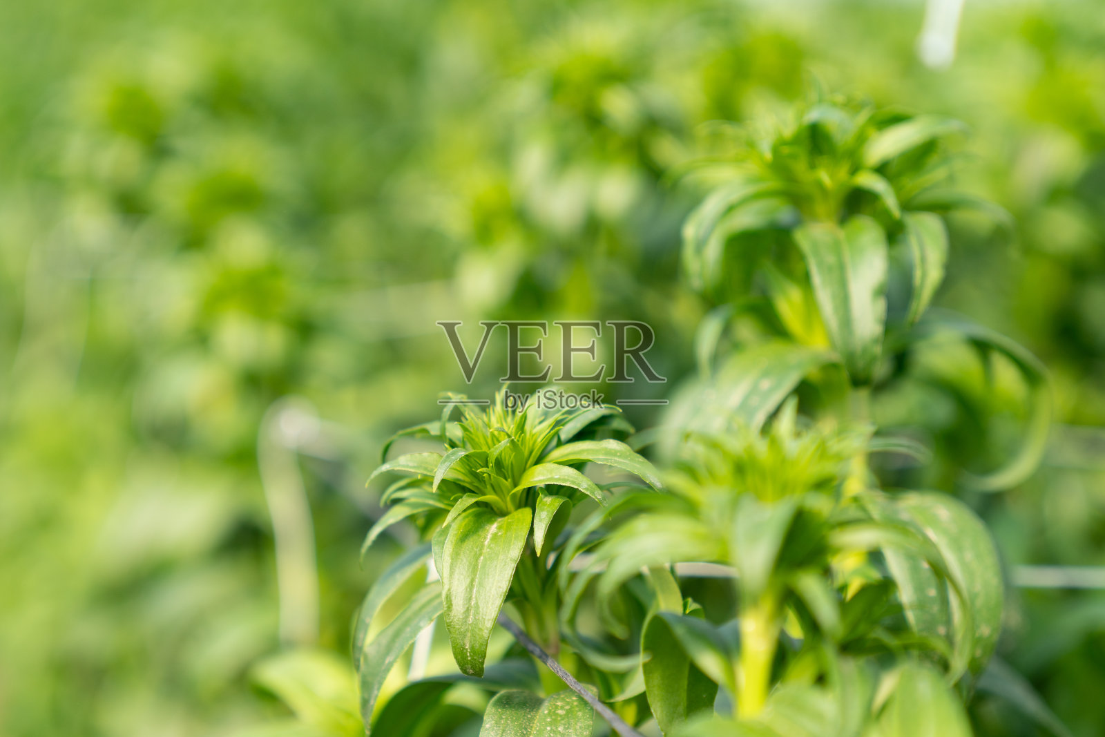 园艺温室照片照片摄影图片