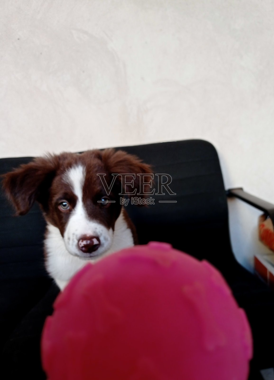 狗狗玩具照片摄影图片