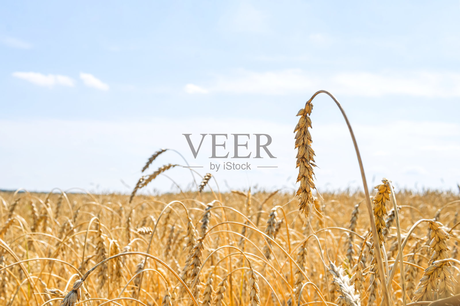 种植谷物。美丽的乡村景观,黄色的植物和蓝色的天空。小麦在现场。俄罗斯阿尔泰地区的农业。照片摄影图片