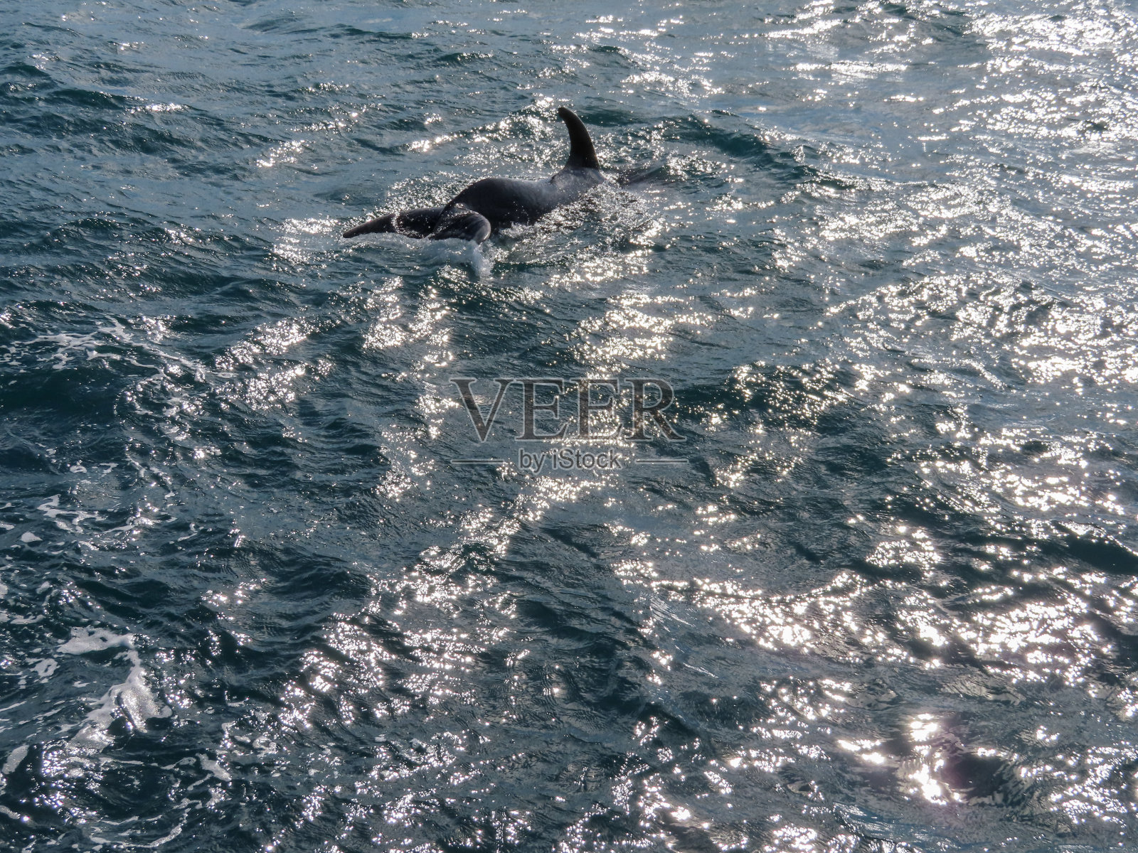 宽吻海豚潜水前的尾巴照片摄影图片