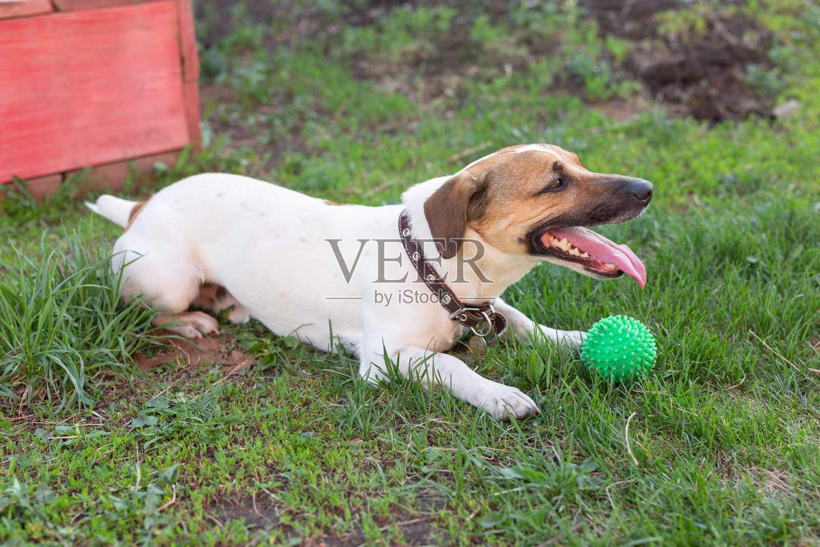 在一个阳光明媚的夏日,善良的小狗杰克罗素梗躺在草地上,看着他的主人。最喜欢宠物的概念。照片摄影图片