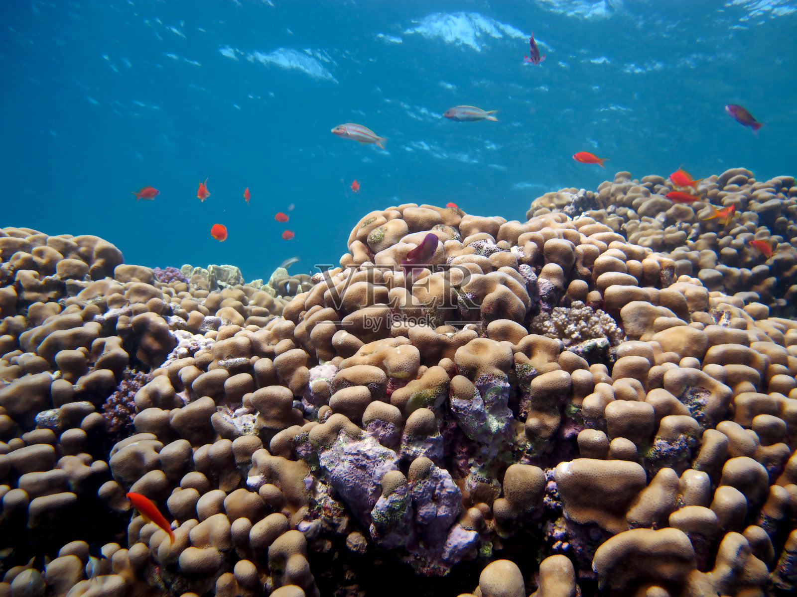 在埃及潜水照片摄影图片