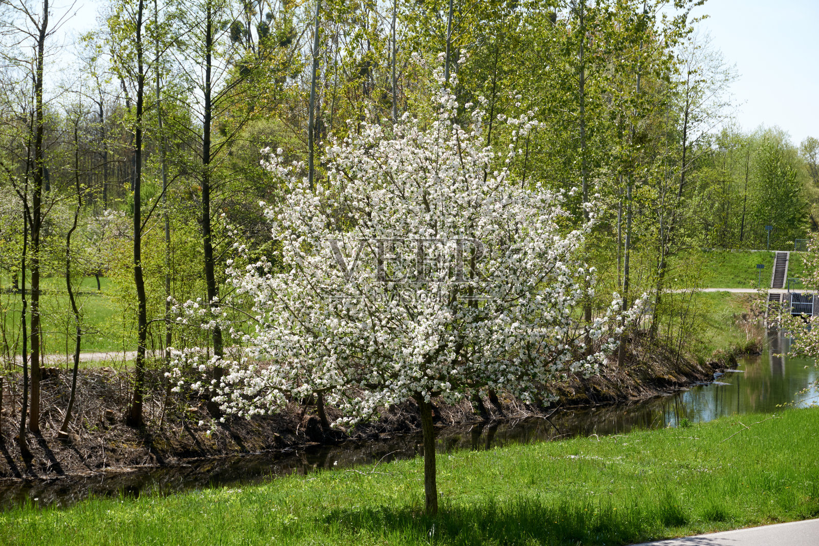 盛开着白花的美丽苹果树照片摄影图片