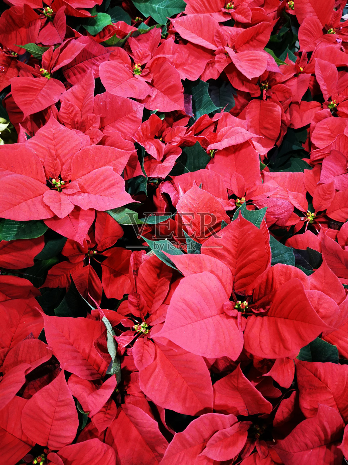 圣诞星花照片摄影图片