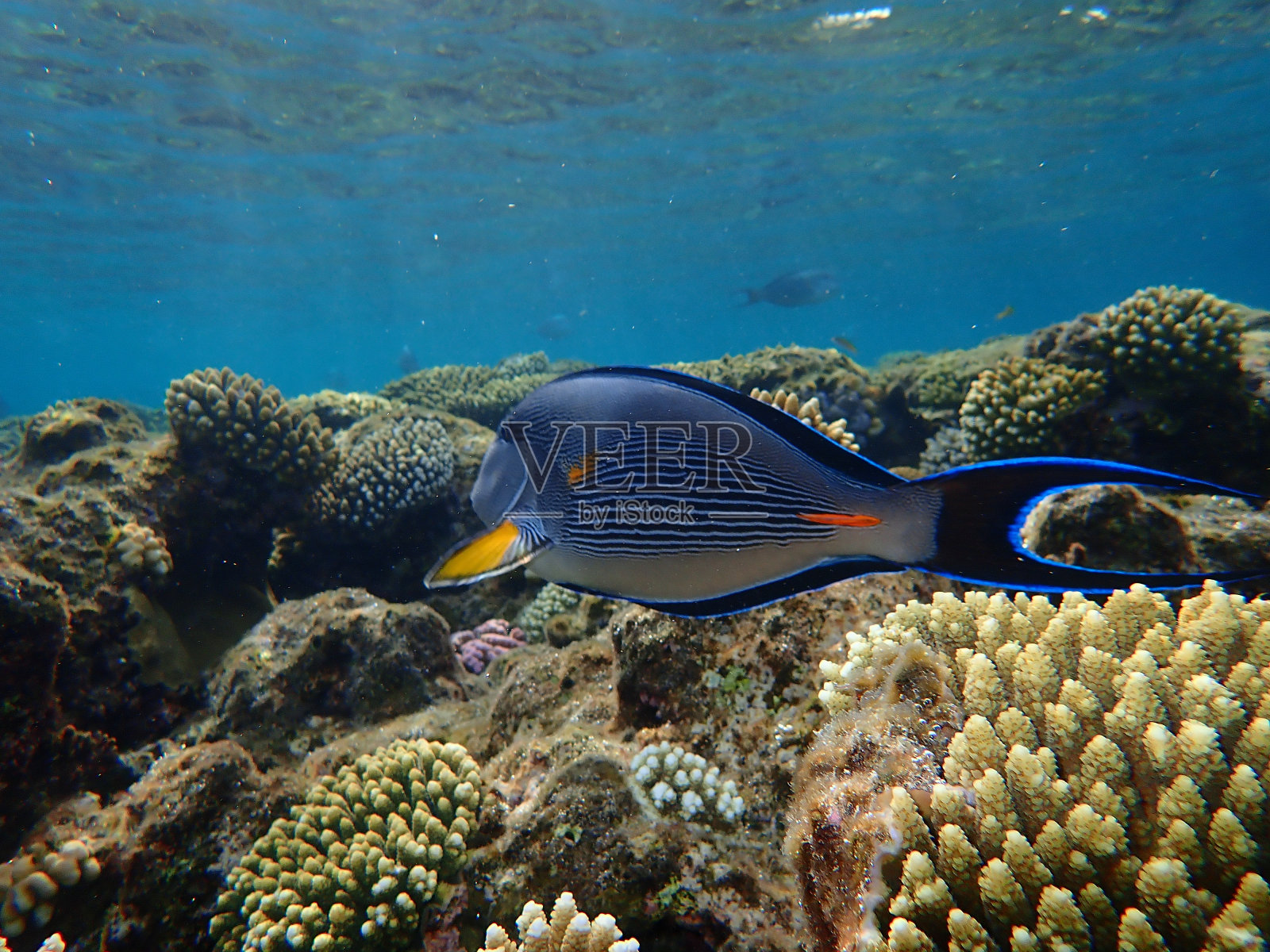 水下苏哈尔刺尾鱼照片摄影图片