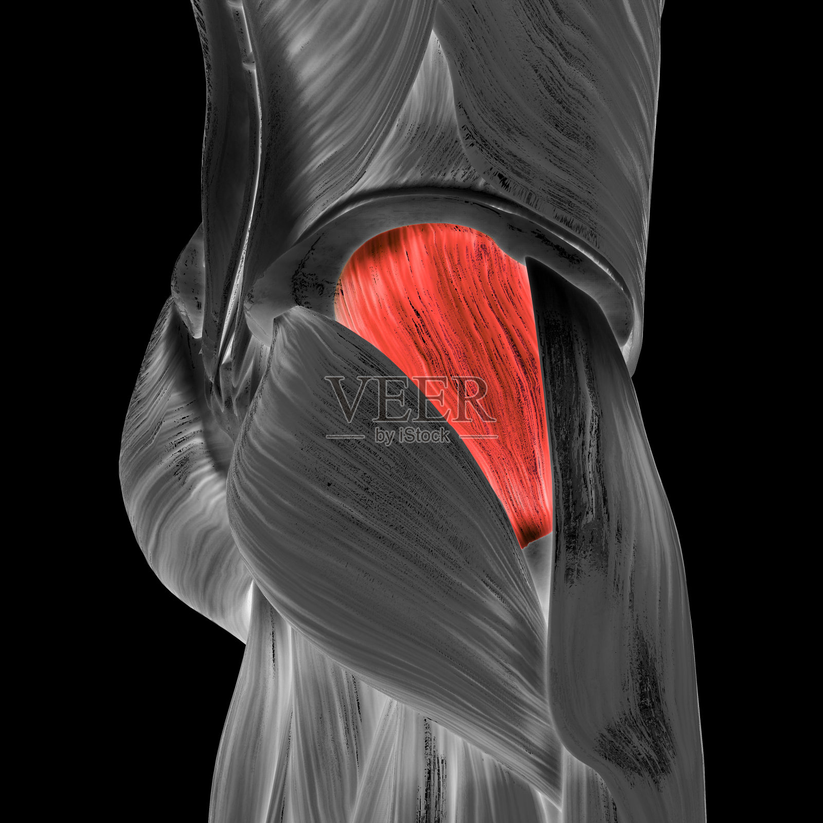人体肌肉系统、腿部肌肉、臀中肌解剖学照片摄影图片