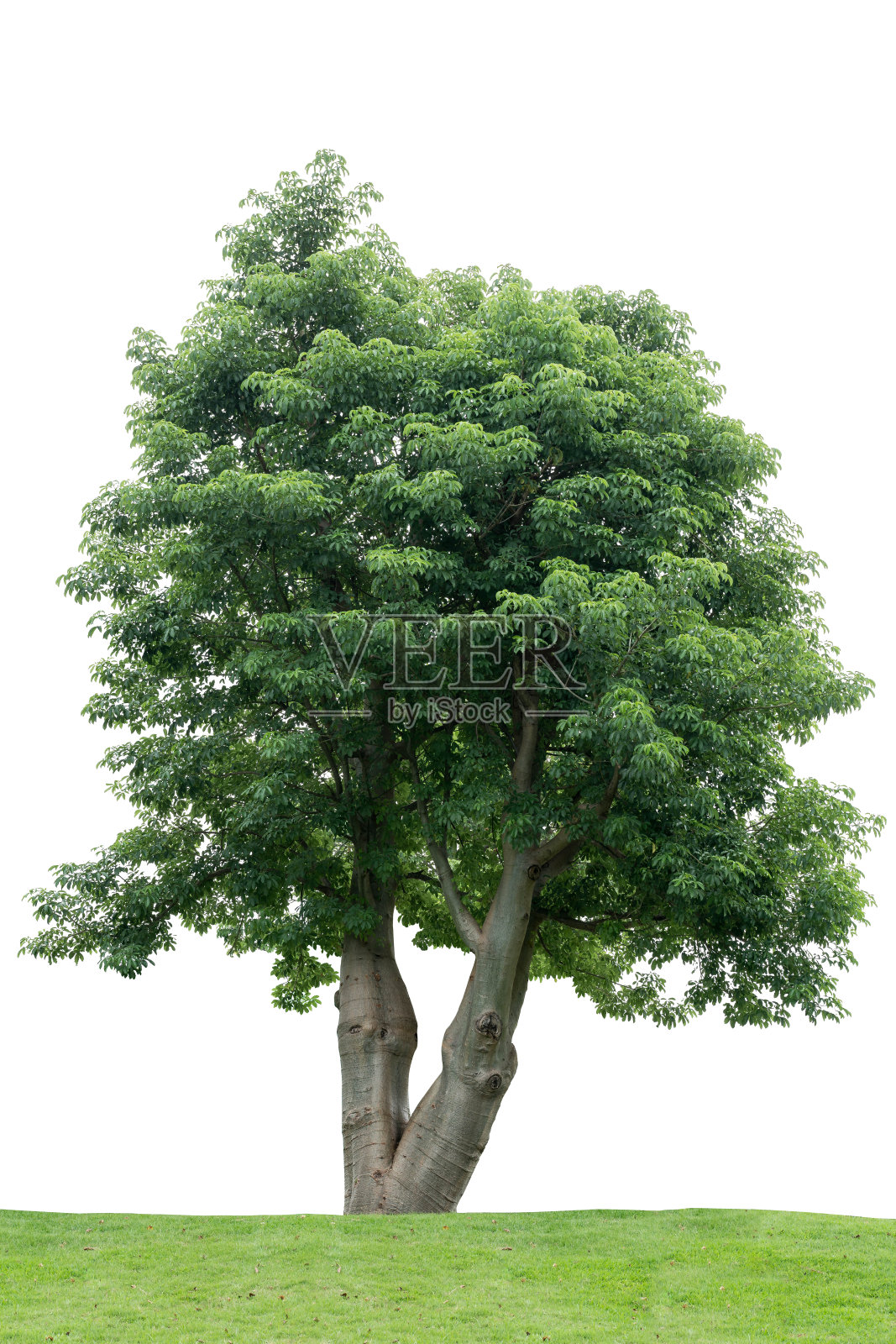 一棵高大的猴面包树,孤立在草地上,背景是白色的照片摄影图片