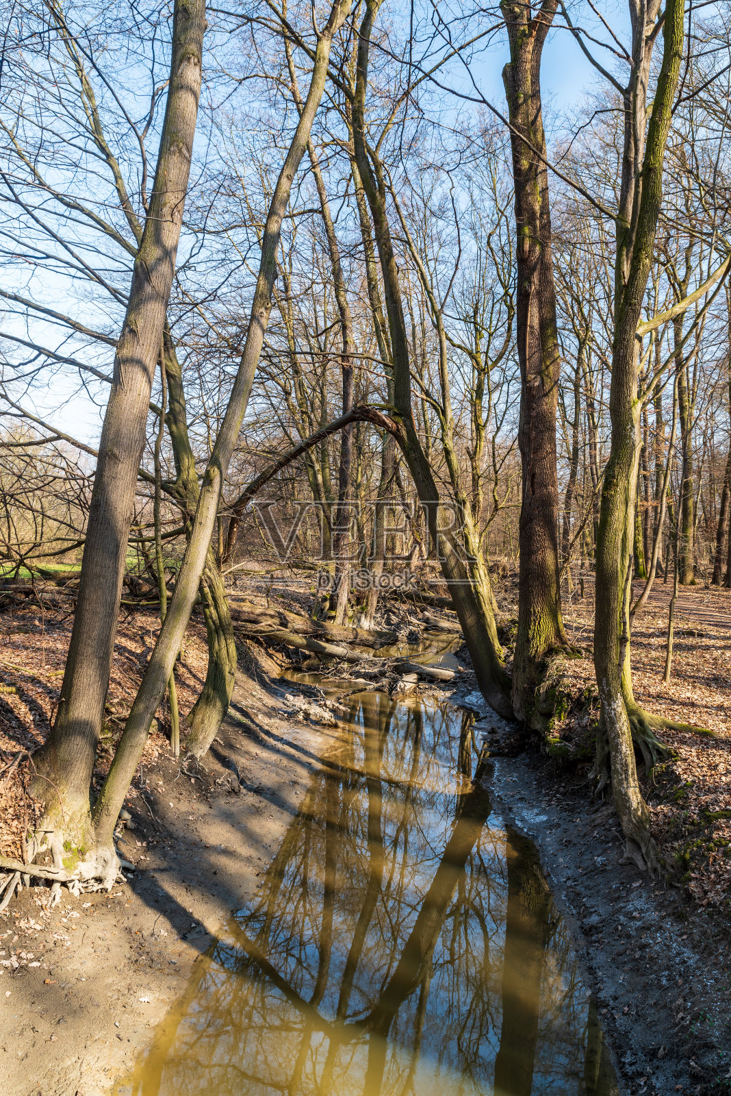 早春的景色,树木倒映在小溪的水面和清澈的天空上照片摄影图片
