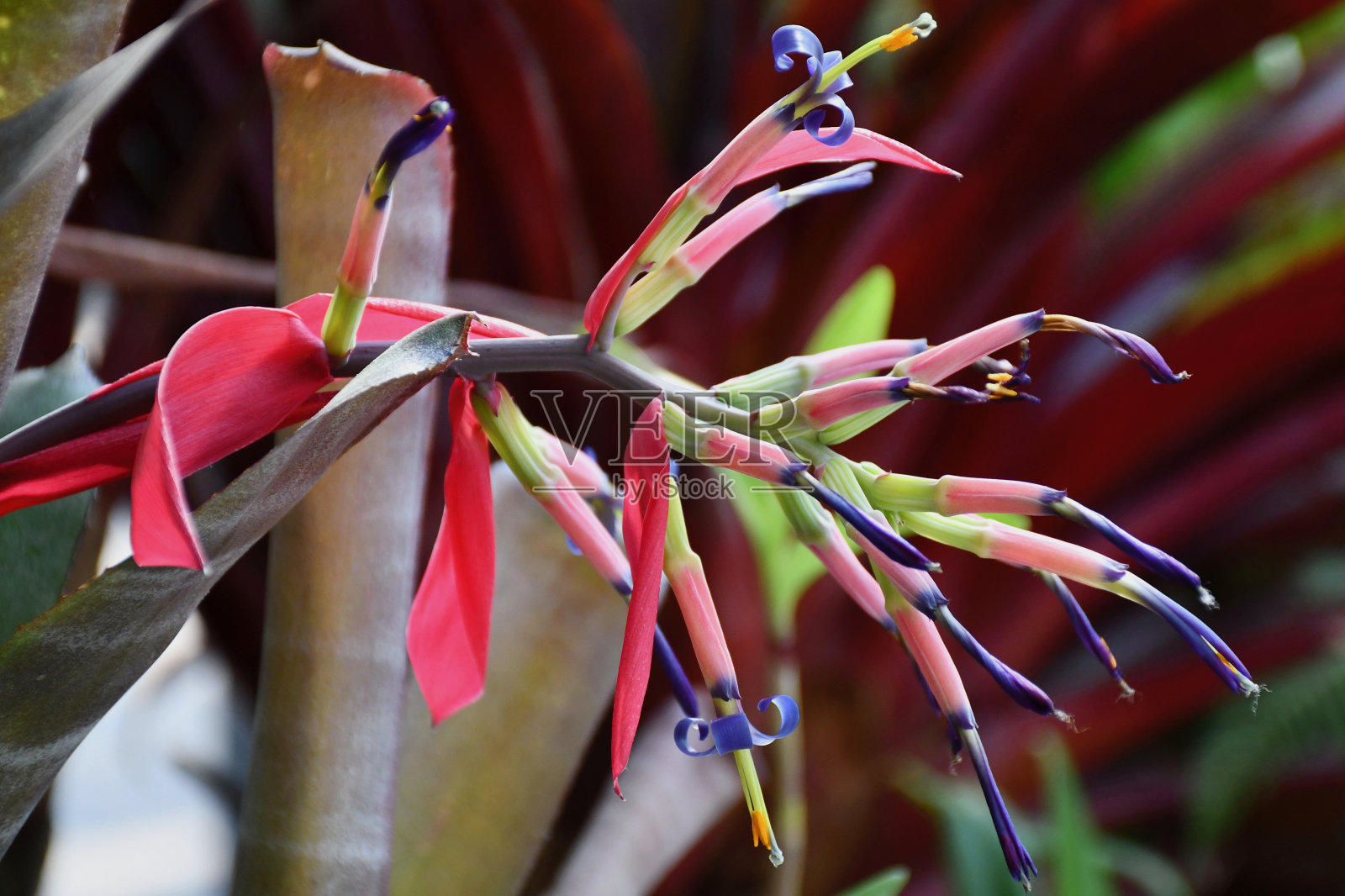 粉红色,绿色和紫色的花瓣在热带花朵上。照片摄影图片
