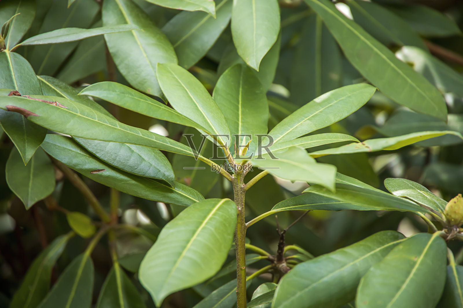 春天树林里有绿叶植物照片摄影图片