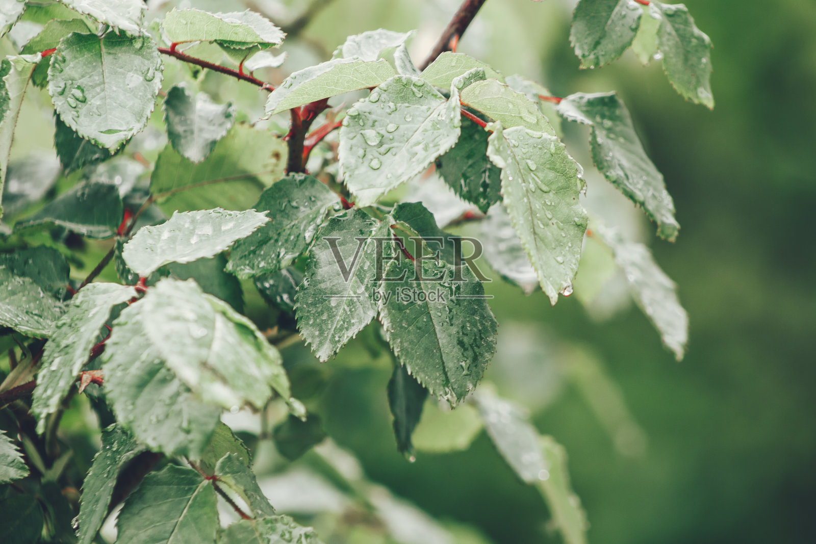 库存照片的一组绿色树叶模糊的背景照片摄影图片